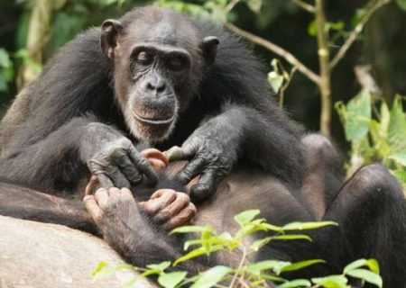 شامپانزه‌ها هم تا آخر عمر از یتیم بودن رنج می‌کشند!
