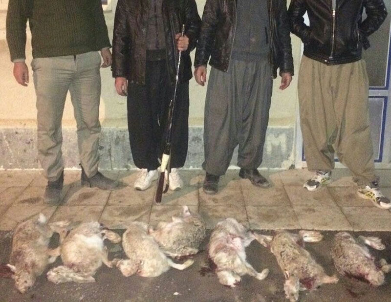 تعداد خرگوش‌های شکار شده در زنجان به ۲۵ سر رسید