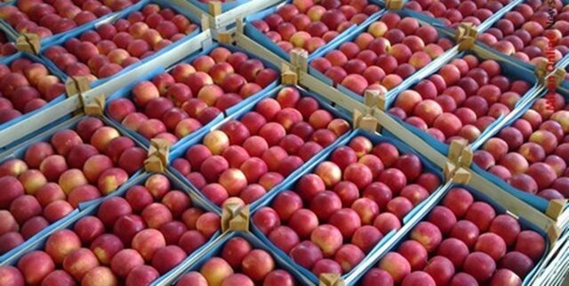 روند صادرات سیب آذربایجان غربی کند شده است