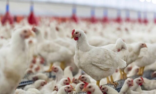 پرورش سالانه ۷۰۰ تن مرغ زنده در مرغداری‌های کلیبر