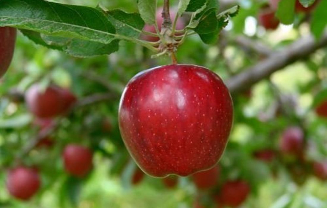 برداشت ۶۸۰ هزار تن سیب در آذربایجان شرقی