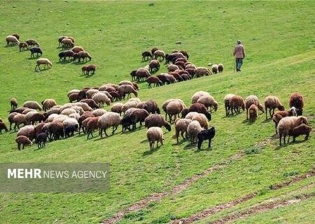 اجرای ۲۴.۹ میلیون هکتار طرح مرتعداری در کشور