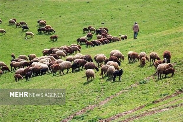 اجرای ۲۴.۹ میلیون هکتار طرح مرتعداری در کشور