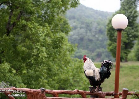 طبیعت بهاری روستای دیورش