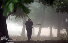 درختان مه آلود مکیدی