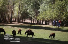 چوپانان روستاهای مرند