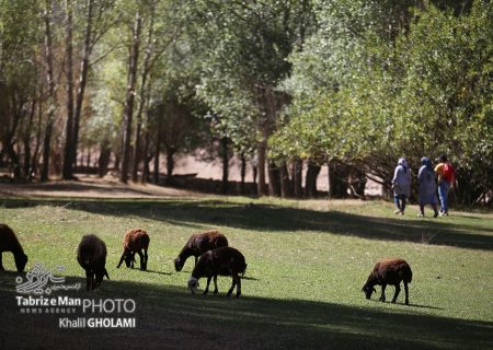 چوپانان روستاهای مرند