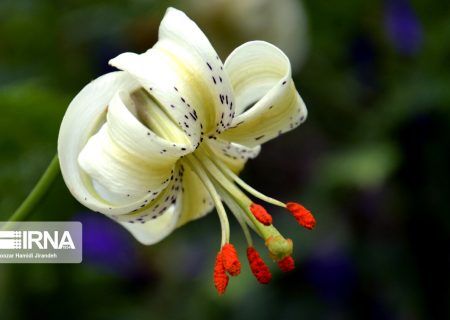 شکوفایی نادرترین گل جهان در داماش گیلان