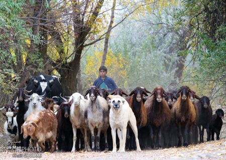 کار و بار پاییزی در روستای گیله‌ده (گله‌ده رود)