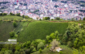 چای لاهیجان