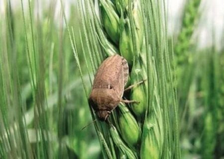 مبارزه با آفت سن گندم در سطح بیش از ۳ میلیون هکتار