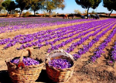 پیش‌بینی می‌شود امسال حدود ۴۰۰ تن زعفران در کشور تولید شود