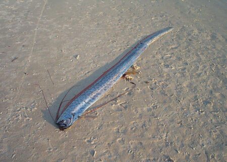 ماهی شوم در ساحل دیده شد / عکس