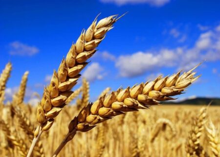 نرخ پیشنهادی خرید تضمینی هر کیلوگرم گندم ۲۴ هزار تومان اعلام شد