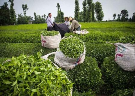 اعلام آمادگی سازمان چای کشور برای انعقاد قرارداد فروش برگ سبز چای