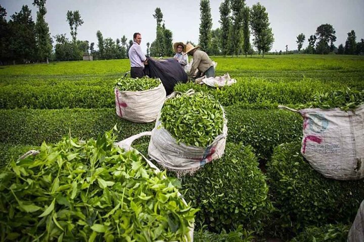 اعلام آمادگی سازمان چای کشور برای انعقاد قرارداد فروش برگ سبز چای