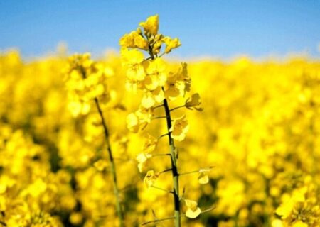 بخش خصوصی هنوز برای خرید تضمینی کلزا اعلام آمادگی نکرده است