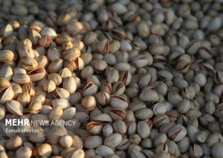 نخستین آفت‌کش گیاهی بر پایه گیاهان بومی ایران و کنترل آفت پسته ثبت شد