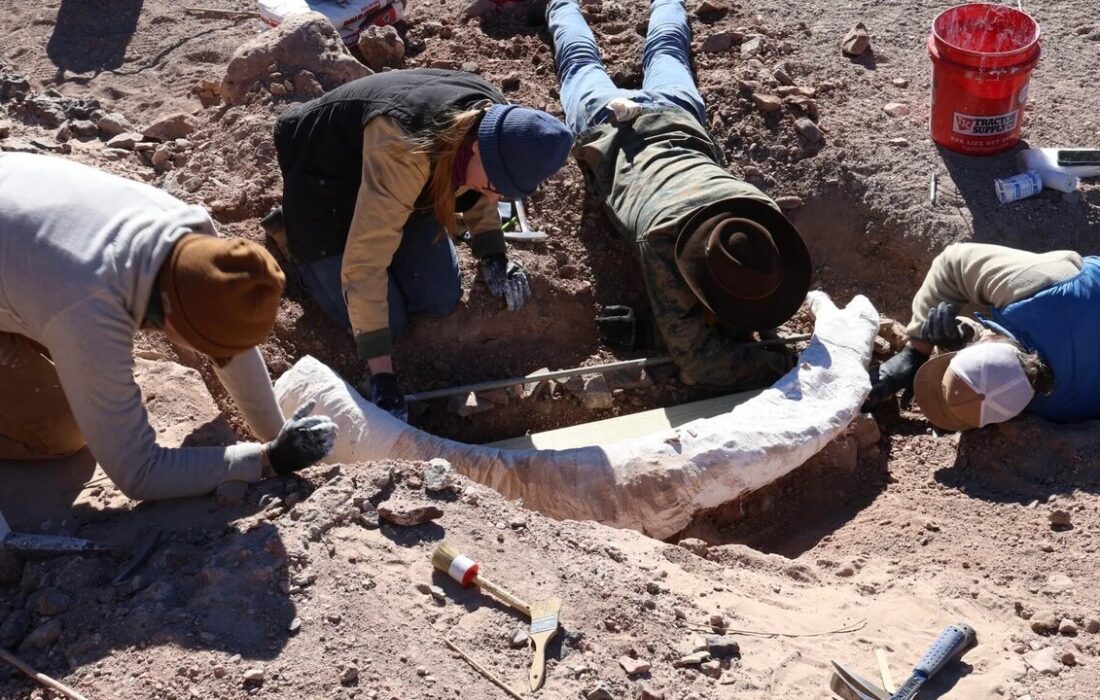 کنده درخت، گنج ۱۲ هزار ساله بود