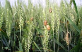 اجرای طرح مبارزه با آفت سن گندم در ۸۵ هزار هکتار از اراضی آذربایجان شرقی