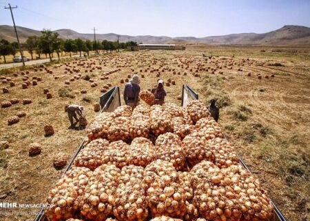 خرید حمایتی پیاز آغاز شد