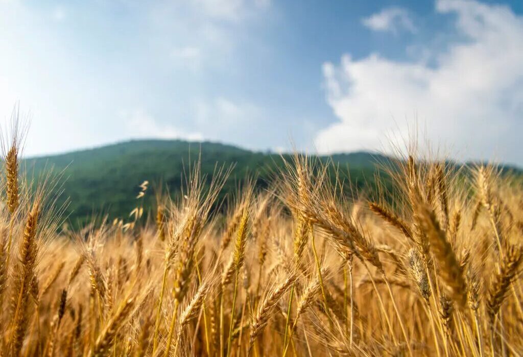 خرید تضمینی ۵۱ هزار تن گندم در آذربایجان‌ شرقی