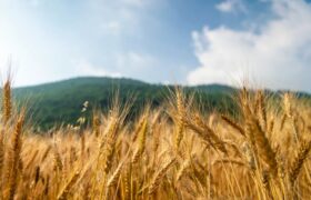 خرید تضمینی ۵۱ هزار تن گندم در آذربایجان‌ شرقی