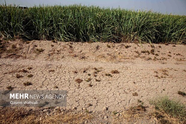 اقدامات جهاد کشاورزی برای مقابله با تنش‌های آبی