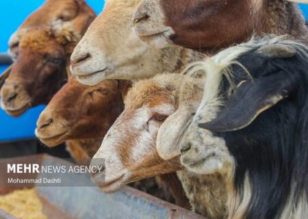 تأخیر پرداخت مطالبات، گندم را خوراک دام کرد