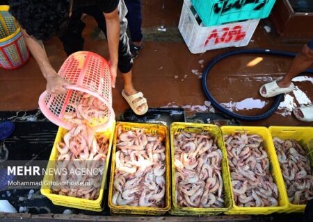 توسعه صادرات میگو منوط به رعایت استانداردهای جهانی است