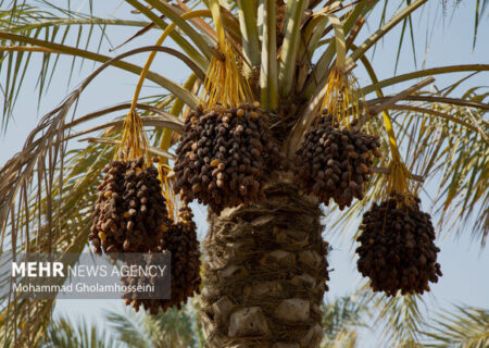خرید حمایتی خرما توسط شبکه تعاون روستایی به زودی آغاز می‌شود
