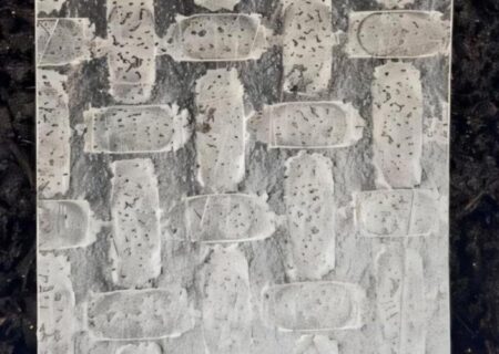 ساخت ربات‌ با کاغذ برنج؛ فناوری امیدبخش در کشاورزی و احیای جنگل