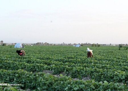 ضرورت بازنگری در الگوی کشت با توجه به تغییر اقلیم