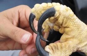 چنگال خوفناک عقاب هارپی / تصویری که کاربران اینترنت را شوکه کرد