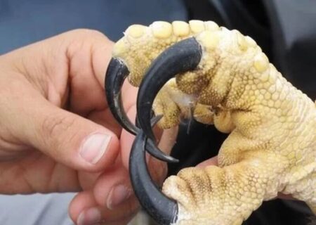 چنگال خوفناک عقاب هارپی / تصویری که کاربران اینترنت را شوکه کرد