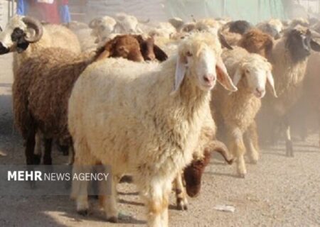 کاهش تعداد دام سبک پرواری در بهار سال جاری