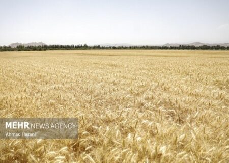 ۴.۵ میلیون تن گندم تحویل دولت شد
