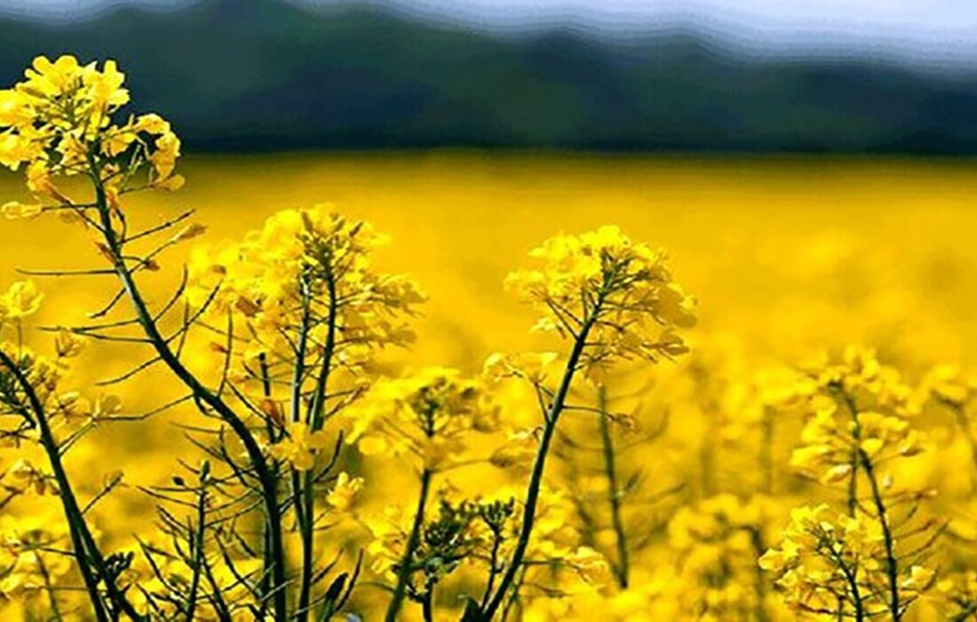 تسویه ۹۵ درصد مطالبات کلزاکاران آذربایجان شرقی