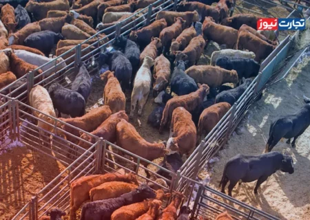 قیمت دام زنده امروز 20 مرداد 1404/ استان فارس رکوردار بالاترین قیمت گوسفند و گوساله شد! + جدول