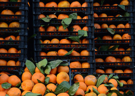 میوه شب عید در آذربایجان‌ شرقی تهیه و آماده توزیع است