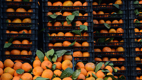 میوه شب عید در آذربایجان‌ شرقی تهیه و آماده توزیع است